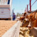Exportar ganado costará más por cierres fronterizos