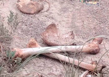 Confirman hallazgo de restos humanos en Miguel Alemán