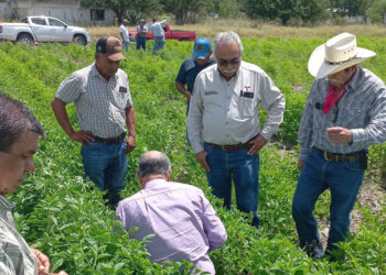 Supervisan avance del cultivo de frijol guar en el norte de Tamaulipas