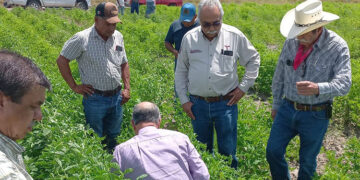 Supervisan avance del cultivo de frijol guar en el norte de Tamaulipas