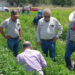 Supervisan avance del cultivo de frijol guar en el norte de Tamaulipas