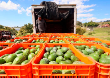 México acelera rescate del aguacate