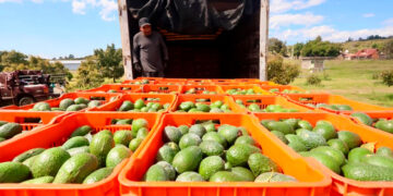 México acelera rescate del aguacate