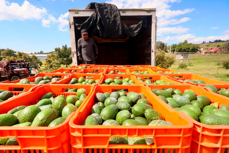 México acelera rescate del aguacate