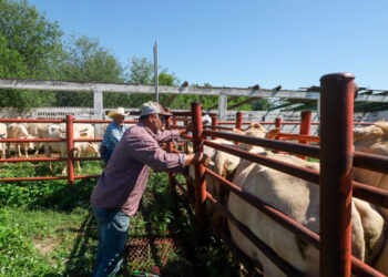 Dirección de Desarrollo Rural apoya a ganaderos de NLD ante reapertura de exportación