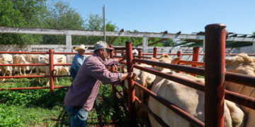 Dirección de Desarrollo Rural apoya a ganaderos de NLD ante reapertura de exportación