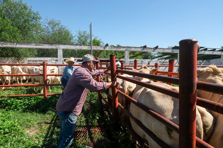 Dirección de Desarrollo Rural apoya a ganaderos de NLD ante reapertura de exportación