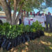 Gobierno de Tamaulipas y SEDENA promueven espacios verdes y sustentables en El Mante