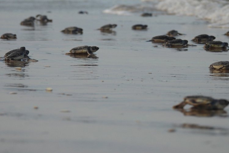 Mantiene Tamaulipas acciones de conservación de tortuga lora durante la recta final de la temporada