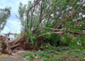 Lluvias derriban árbol y dañan infraestructura urbana