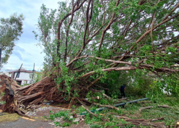 Lluvias derriban árbol y dañan infraestructura urbana
