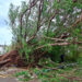Lluvias derriban árbol y dañan infraestructura urbana